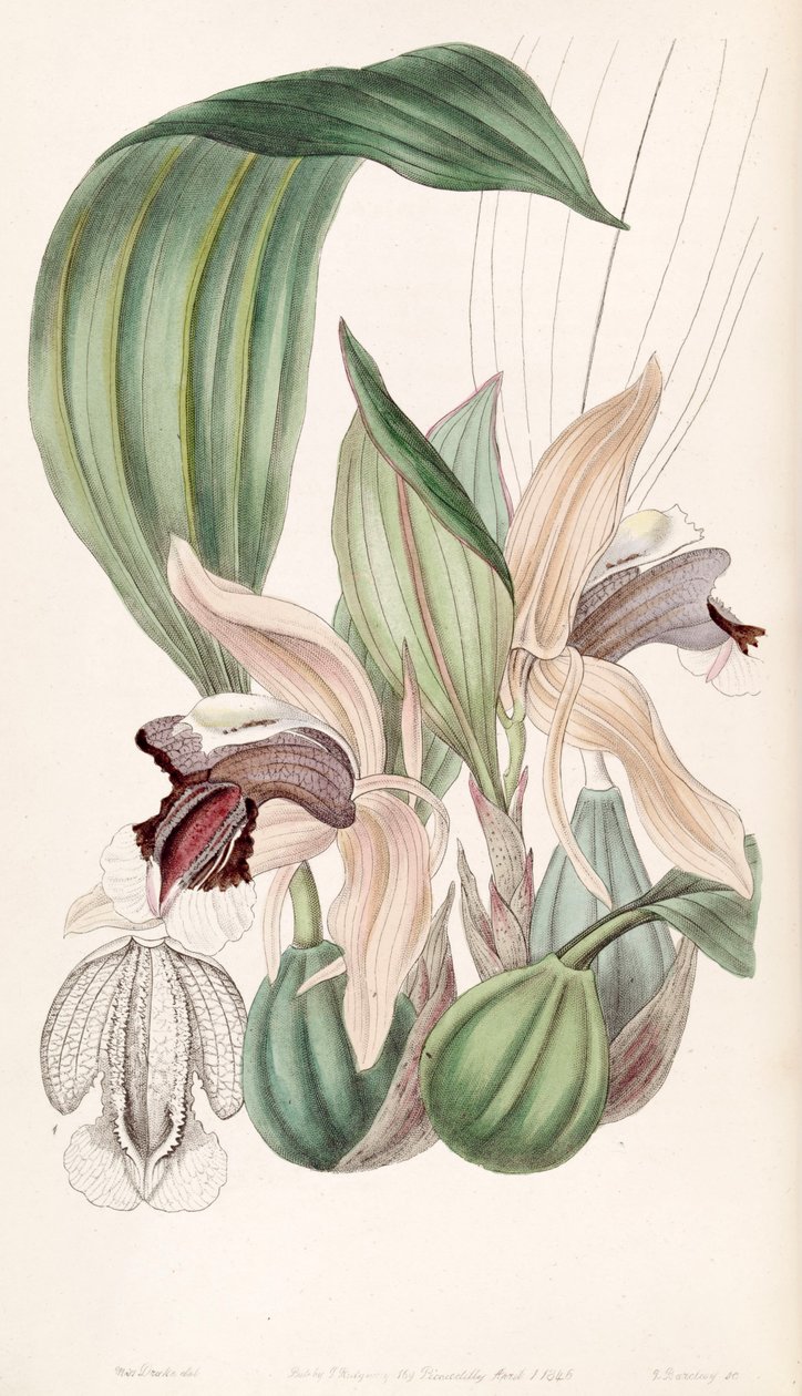 Coelogyne speciosa alkotó: Miss Drake