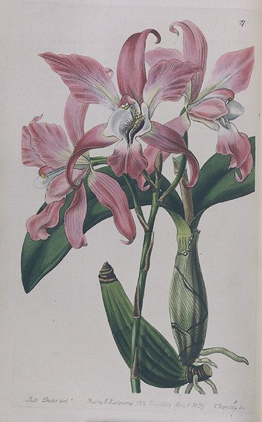 Coryanthes Macrantha kiadta I. Ridgway, 1839. alkotó: Miss Drake