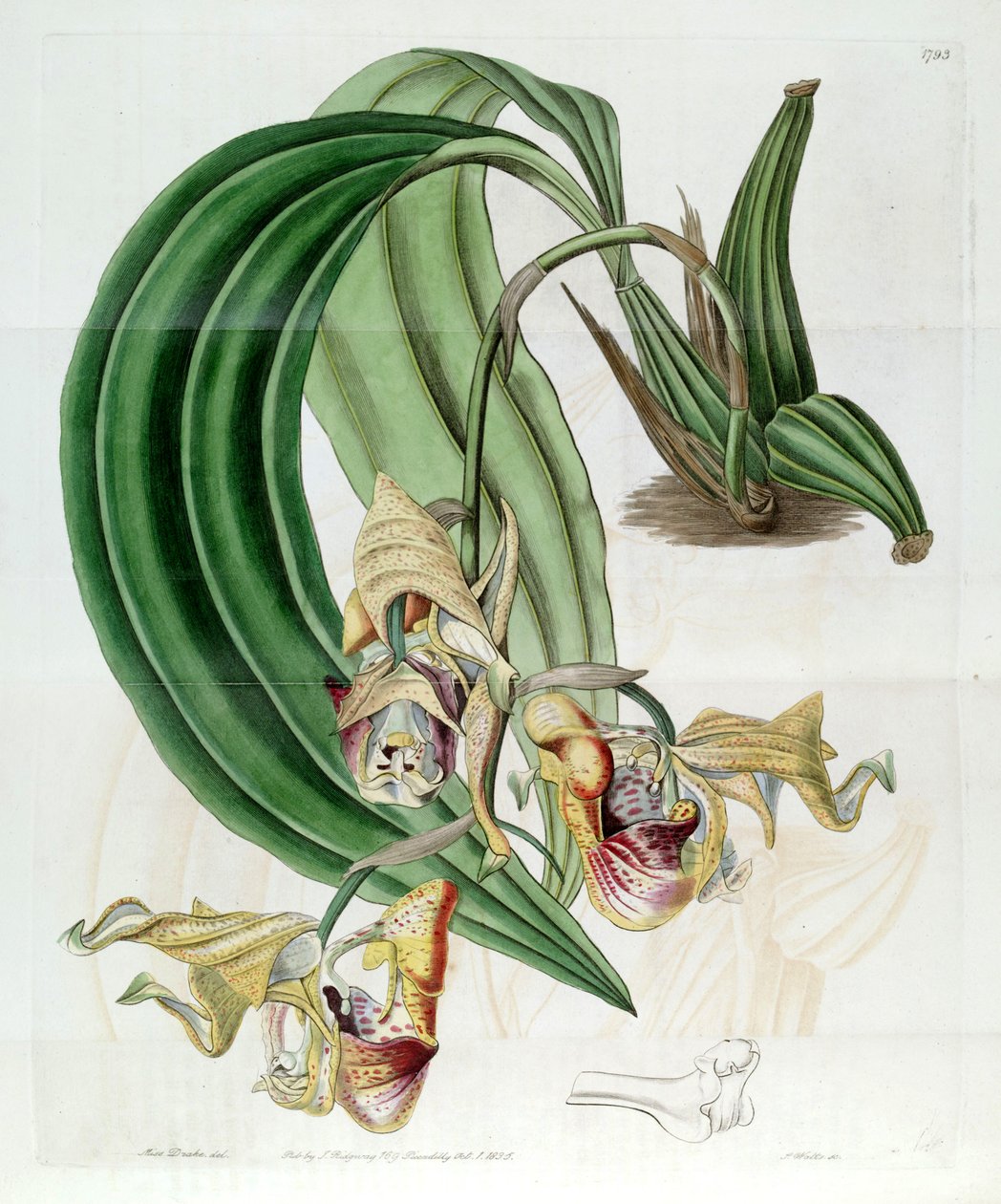 Coryanthes maculata alkotó: Miss Drake