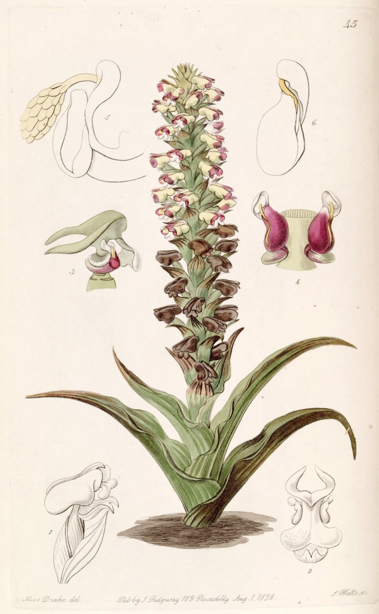 Corycium orobanchoides alkotó: Miss Drake