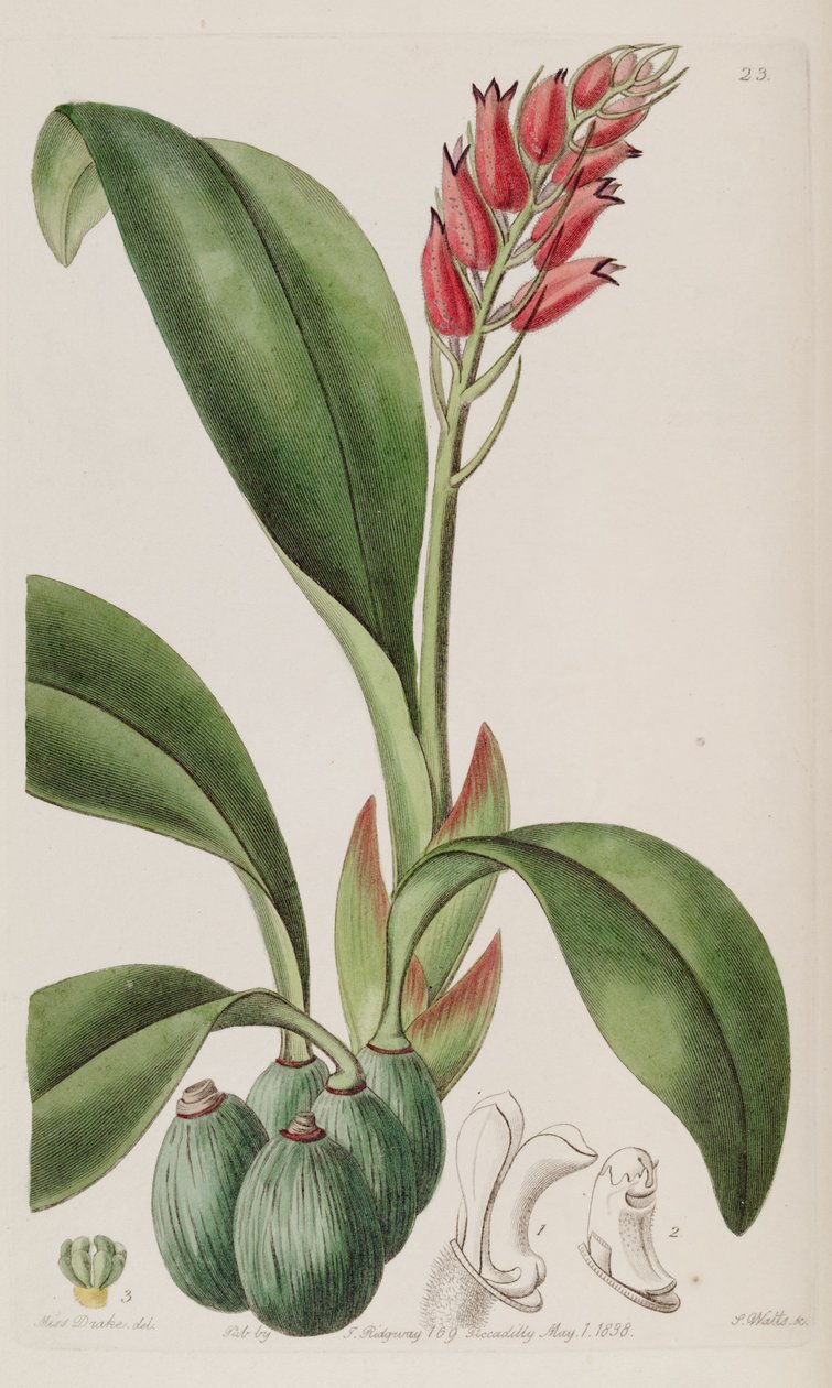 Cryptochilus sanguineus alkotó: Miss Drake