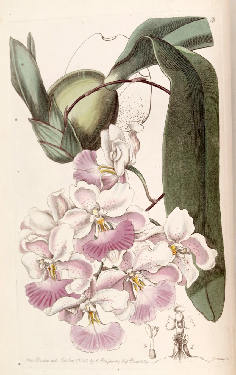 Cuitlauzina pendula (mint syn. Odontoglossum citrosmum) alkotó: Miss Drake