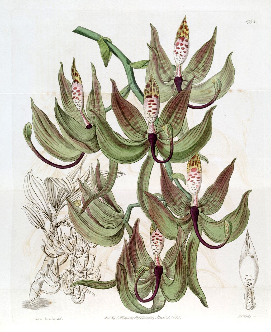 Cycnoches loddigesii alkotó: Miss Drake