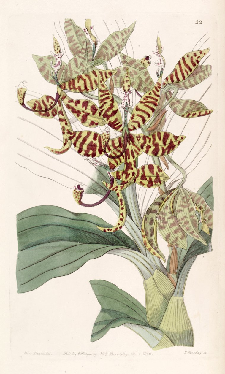 Cycnoches pentadactylon alkotó: Miss Drake