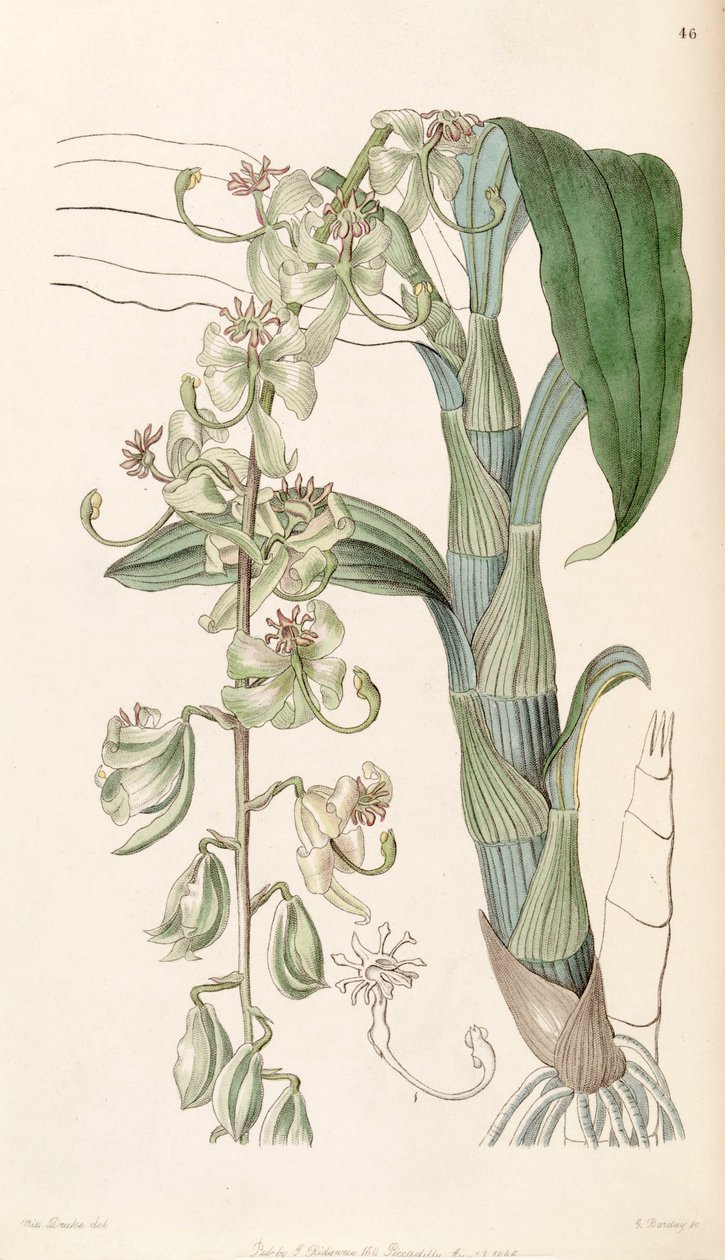 Cycnoches starryi (mint syn. Cycnoches egertonianum var. Zöld) alkotó: Miss Drake
