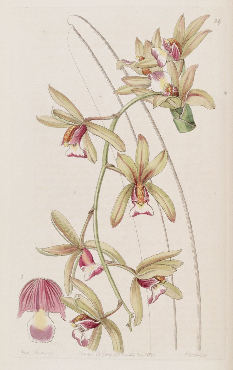 Cymbidium aloifolium (szinonimaként Cymbidium pendulum var. Brevilabre) alkotó: Miss Drake