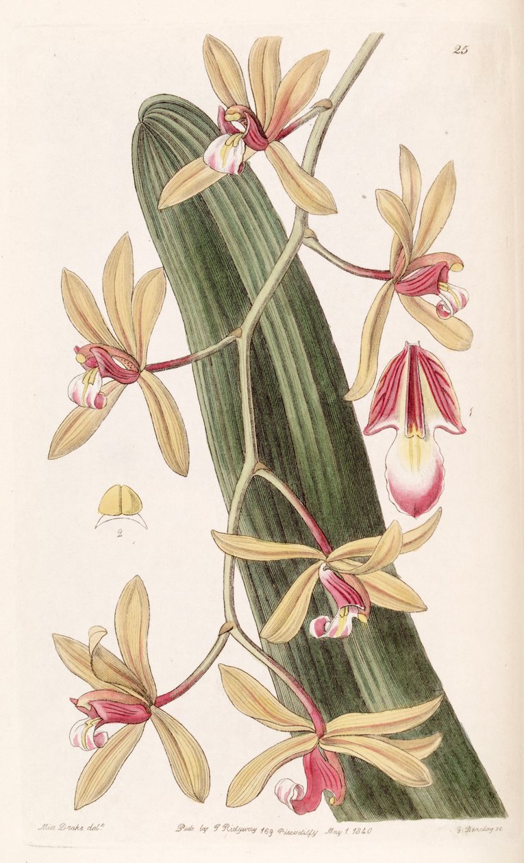 Cymbidium aloifolium (mint Cymbidium inga) alkotó: Miss Drake