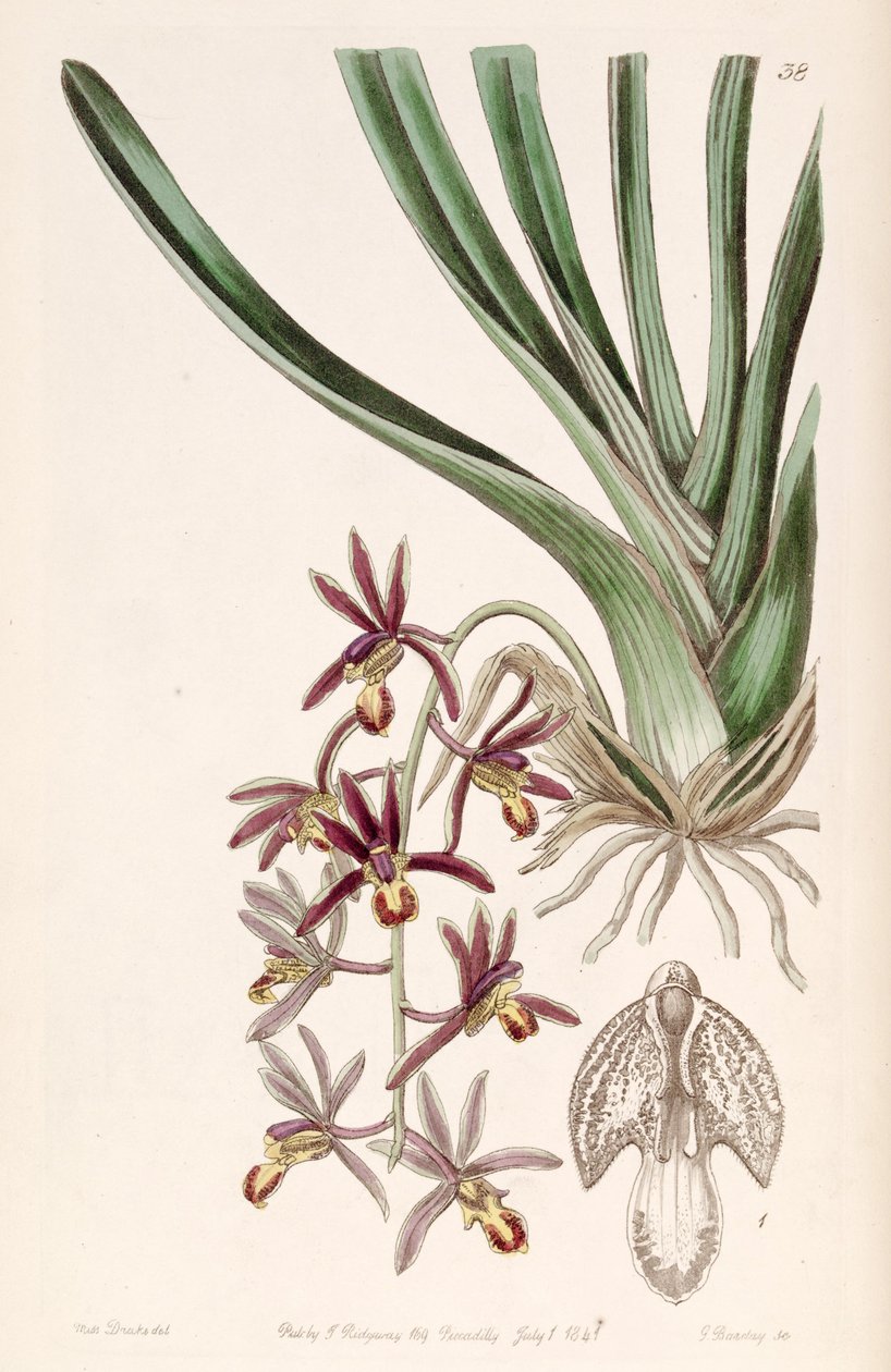 Cymbidium bicolor subsp. pubescens (szinonimaként Cymbidium pubescens) alkotó: Miss Drake
