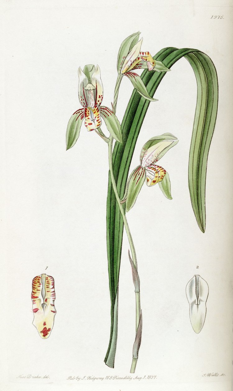 Cymbidium ensifolium (szinonimaként Cymbidium ensifolium var. Estriatum) alkotó: Miss Drake