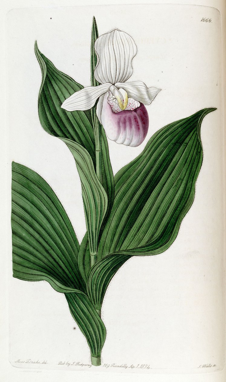 Cypripedium hercegnő (szin. Cypripedium spectabile) alkotó: Miss Drake
