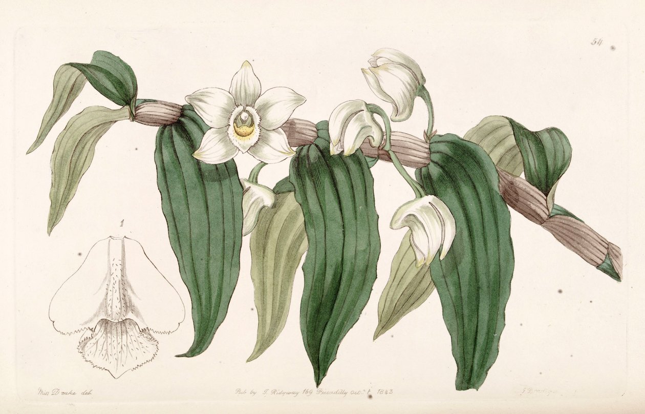 Dendrobium aqueum alkotó: Miss Drake