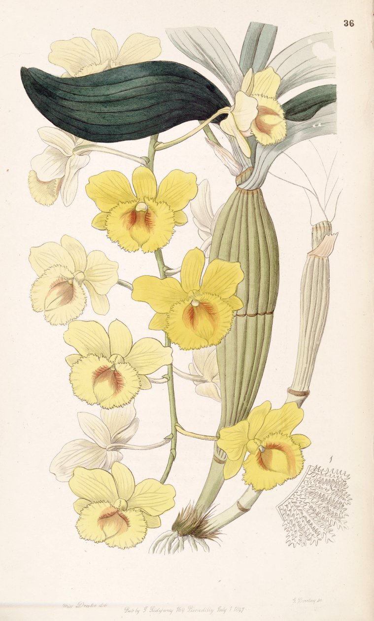 Dendrobium chrysotoxum alkotó: Miss Drake
