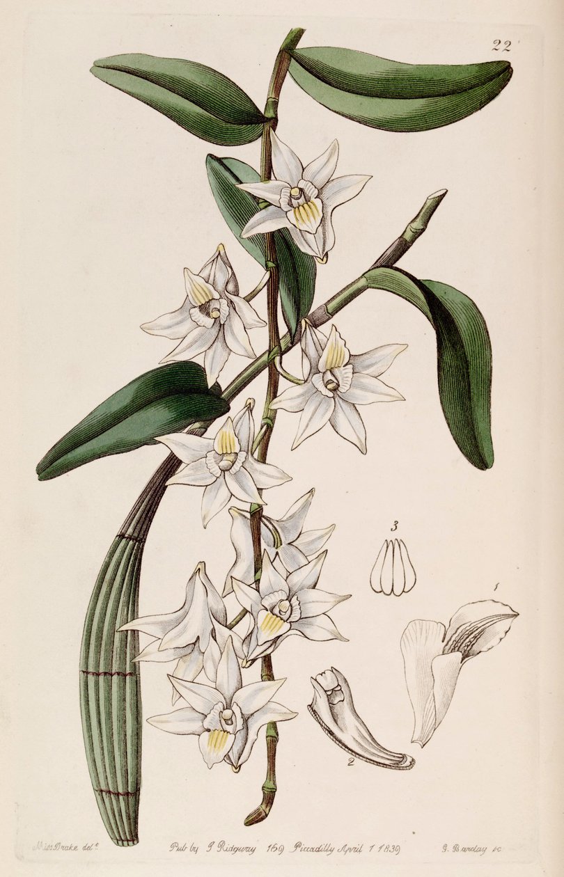 Dendrobium alkotó: Miss Drake