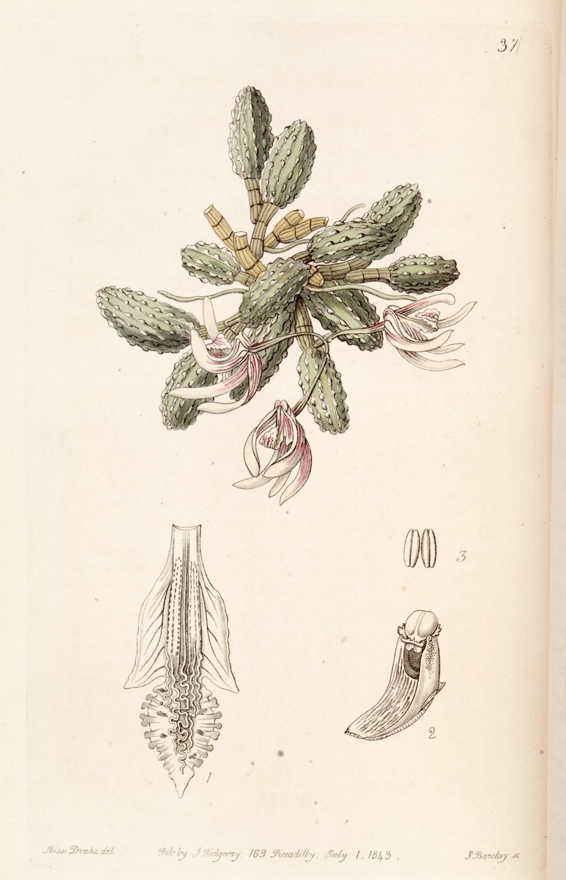 Dendrobium cucumerinum vagy Dockrillia cucumerina alkotó: Miss Drake