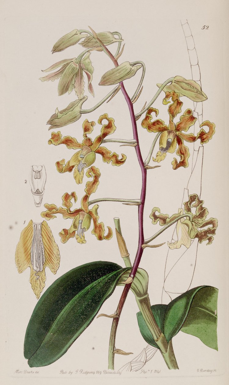 Dendrobium elszíneződés alkotó: Miss Drake