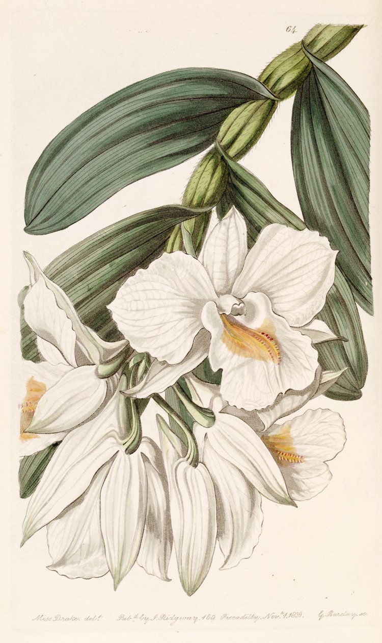 Dendrobium formosum alkotó: Miss Drake