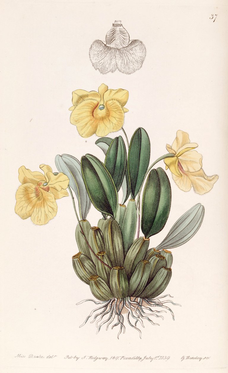 Dendrobium jenkinsii alkotó: Miss Drake