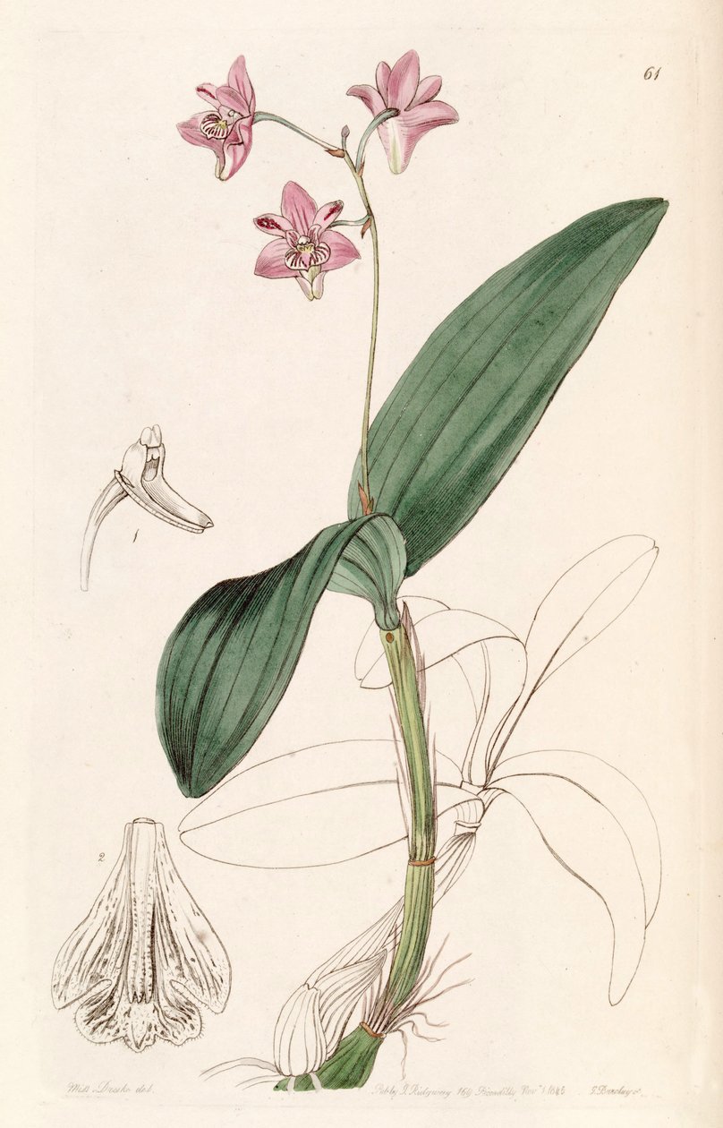 Dendrobium kingianum alkotó: Miss Drake