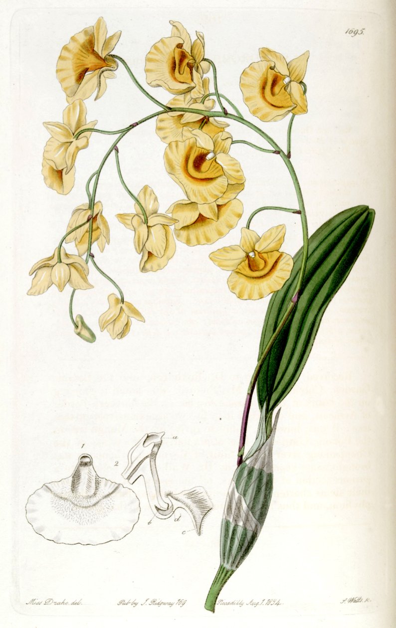 Dendrobium lindleyi (mint szin. alkotó: Miss Drake