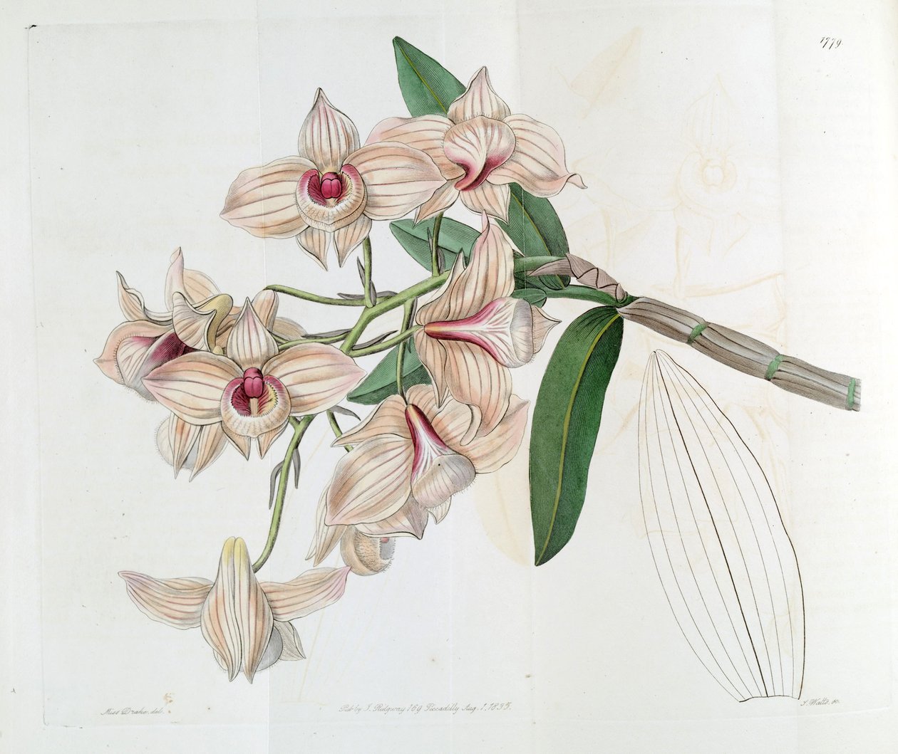 Dendrobium moschatum (mint syn. Dendrobium cupreum) alkotó: Miss Drake