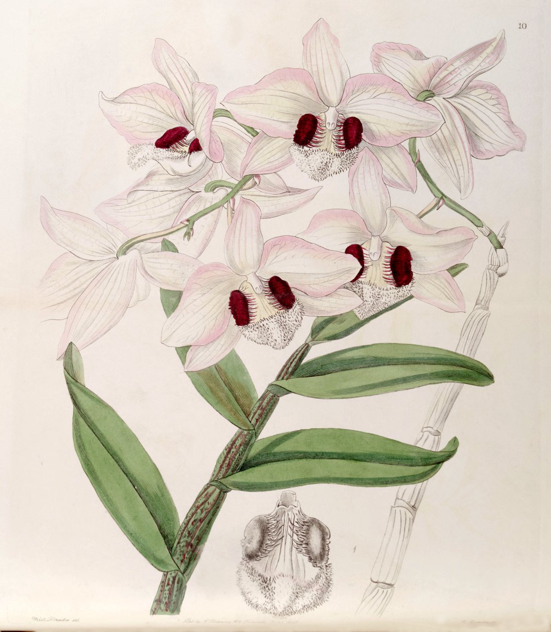 Dendrobium pulchellum (mint syn. Dendrobium dalhousieanum) alkotó: Miss Drake