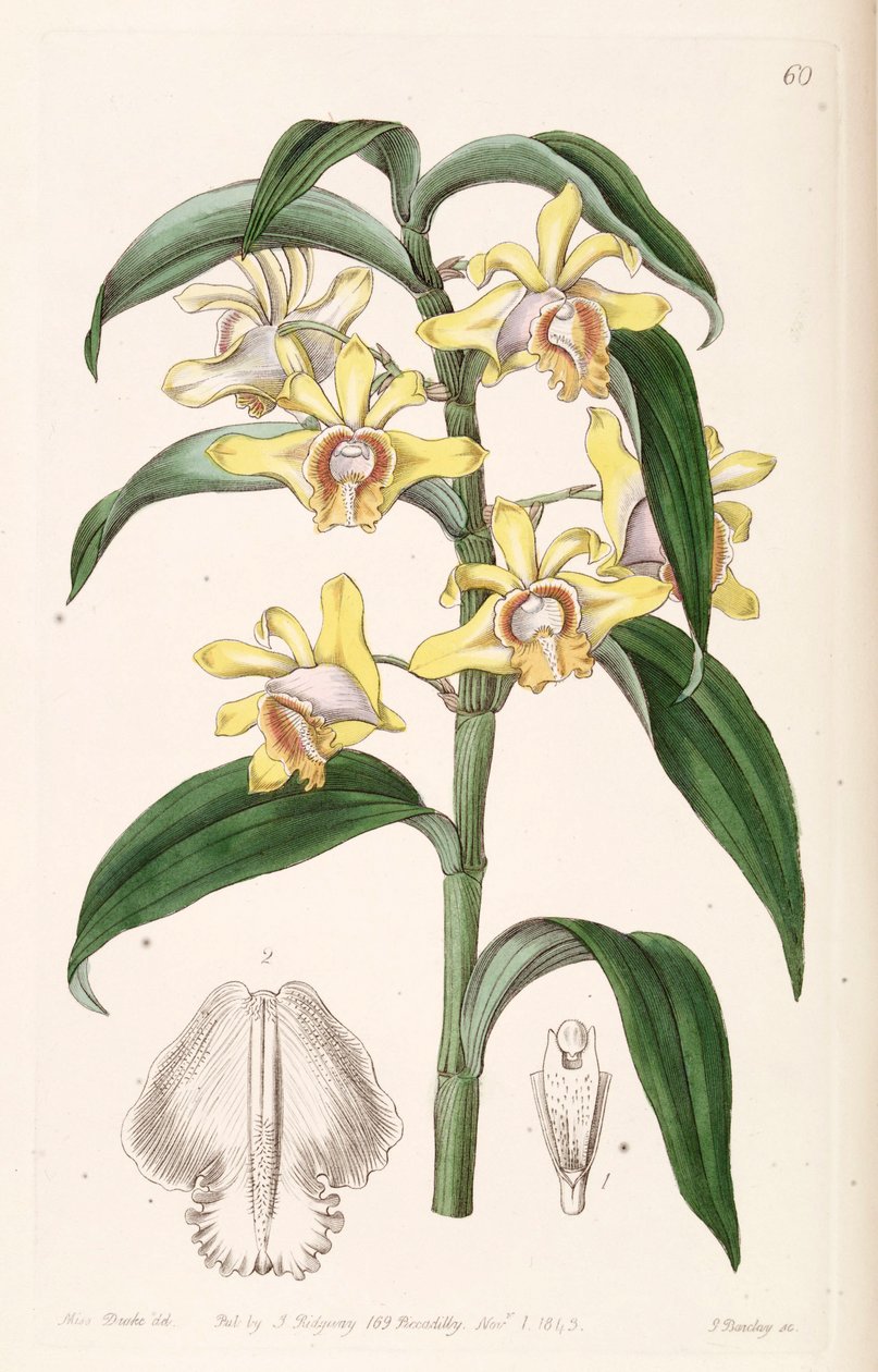 Dendrobium ruckeri alkotó: Miss Drake