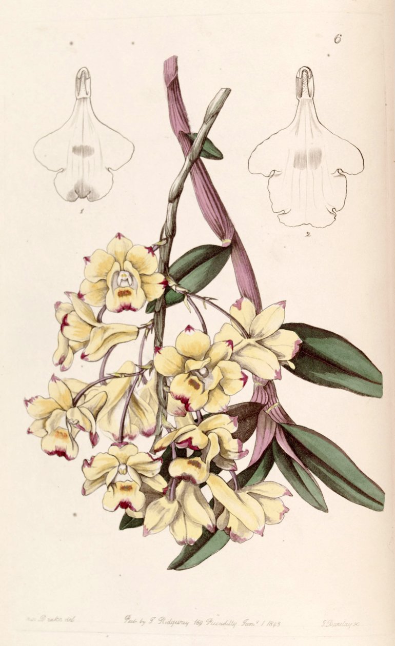 Dendrobium sanguinolentum alkotó: Miss Drake