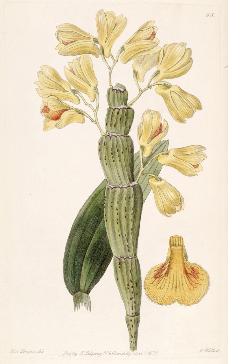 Dendrobium sulcatum alkotó: Miss Drake