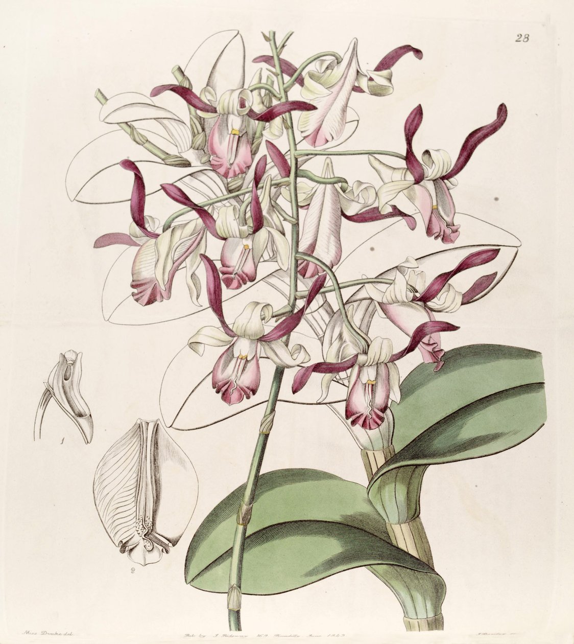 Dendrobium taurinum alkotó: Miss Drake