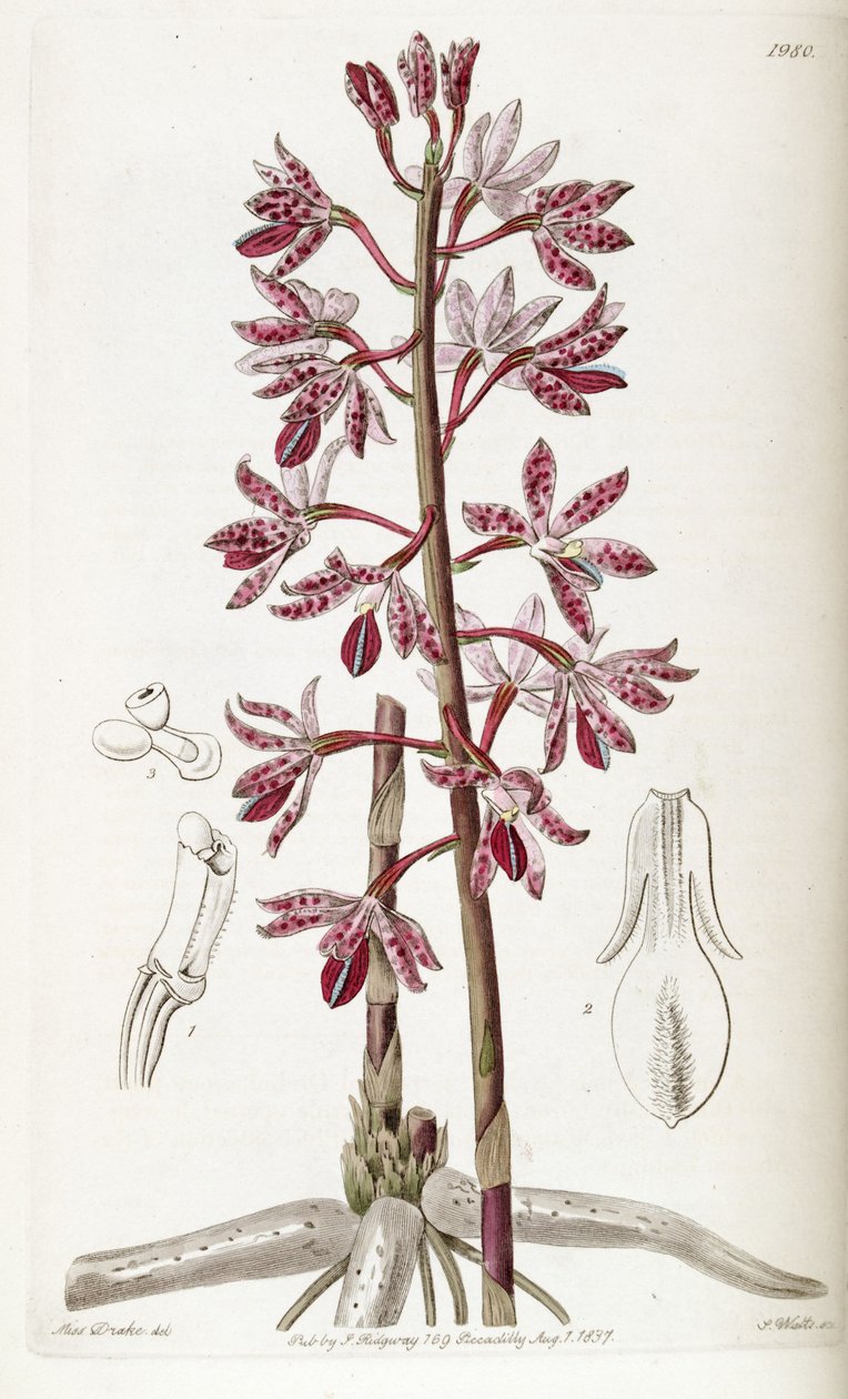 Dipodium alkotó: Miss Drake