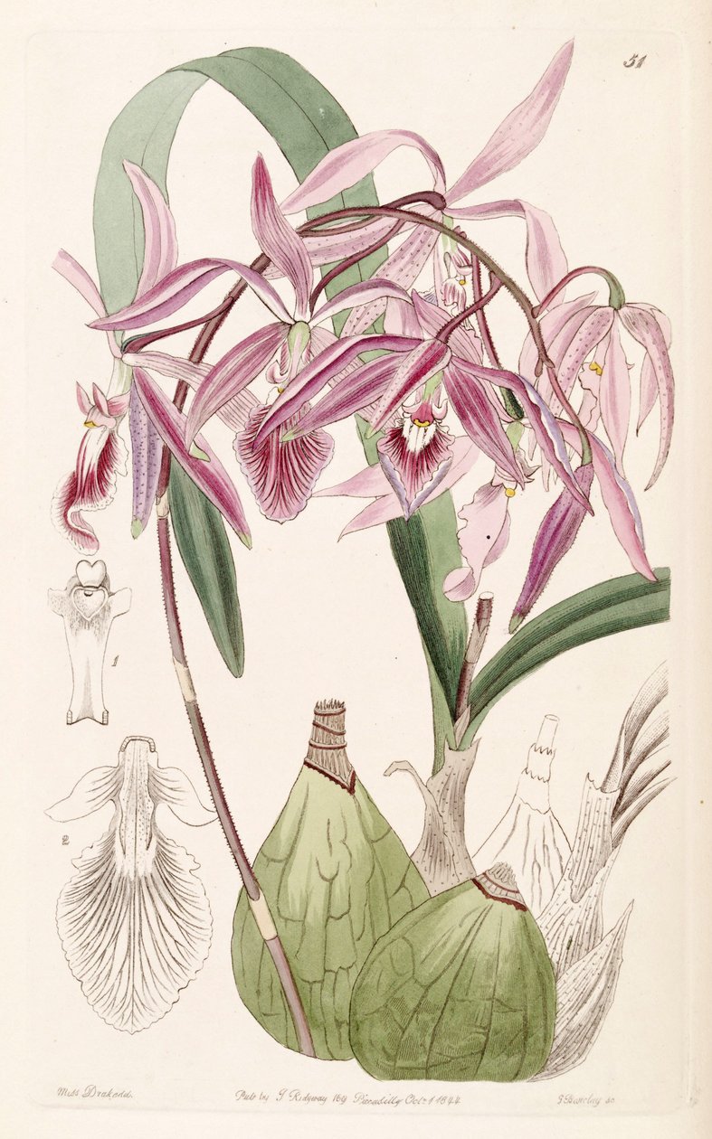 Encyclia adenocaula (mint szin. Epidendrum verrucosum) alkotó: Miss Drake