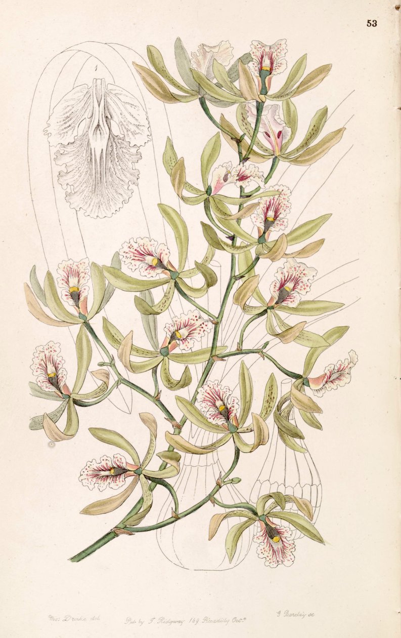 Encyclia ambigua (mint szin. Epidendrum alatum) alkotó: Miss Drake