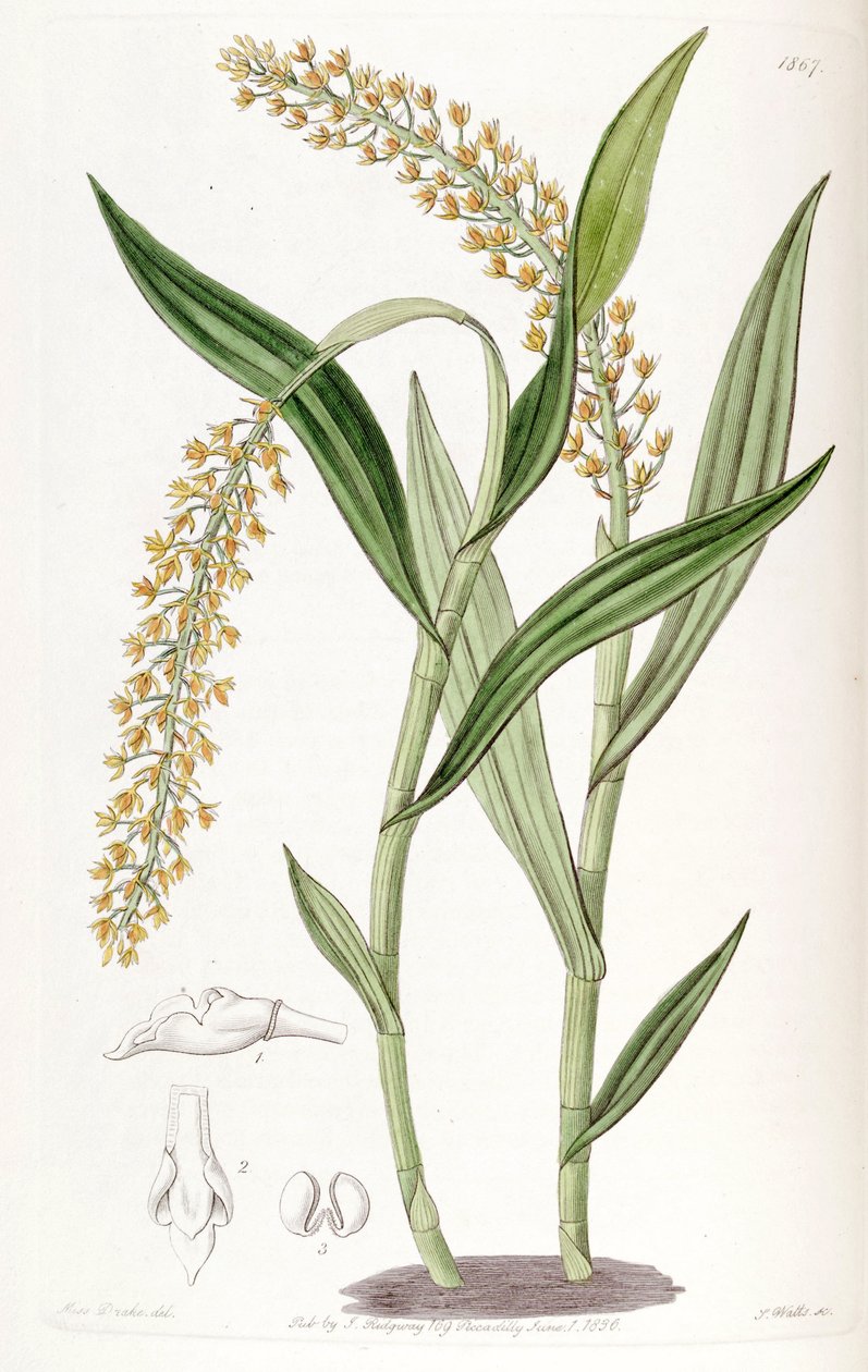 Epidendrum armeniacum alkotó: Miss Drake