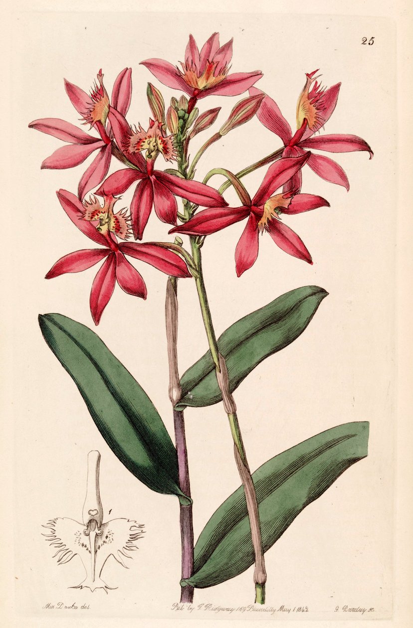 Epidendrum cinnabarinum alkotó: Miss Drake