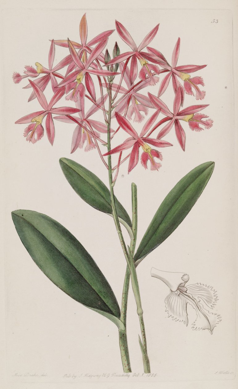 Epidendrum macrocarpum (mint szin. Epidendrum schomburgkii) alkotó: Miss Drake