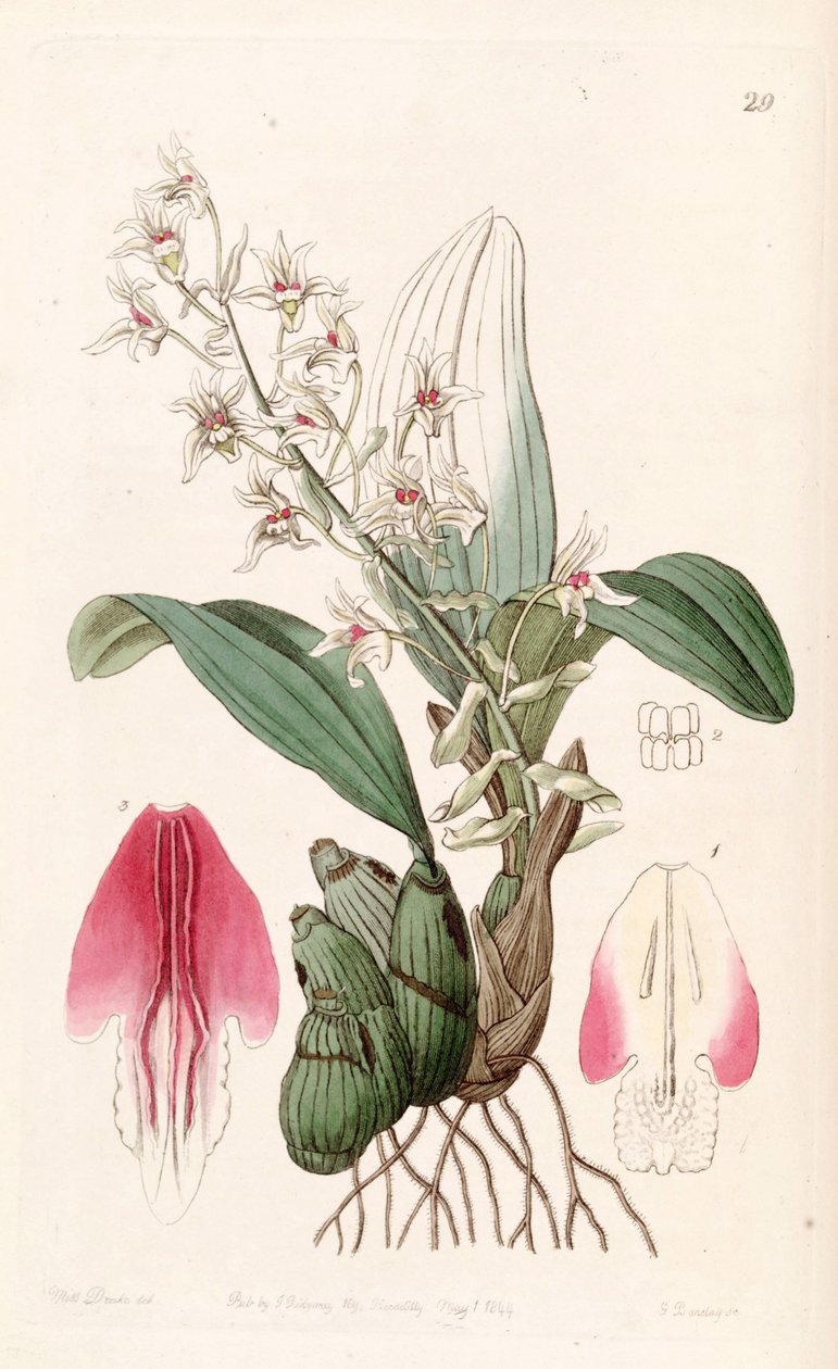 Eria bractescens alkotó: Miss Drake