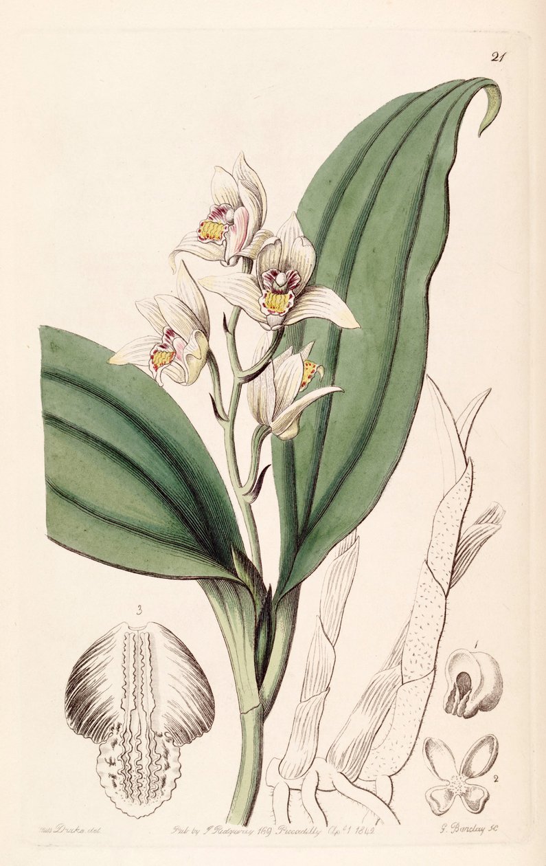 Eria coronaria (mint syn. Trichosma dulce) alkotó: Miss Drake
