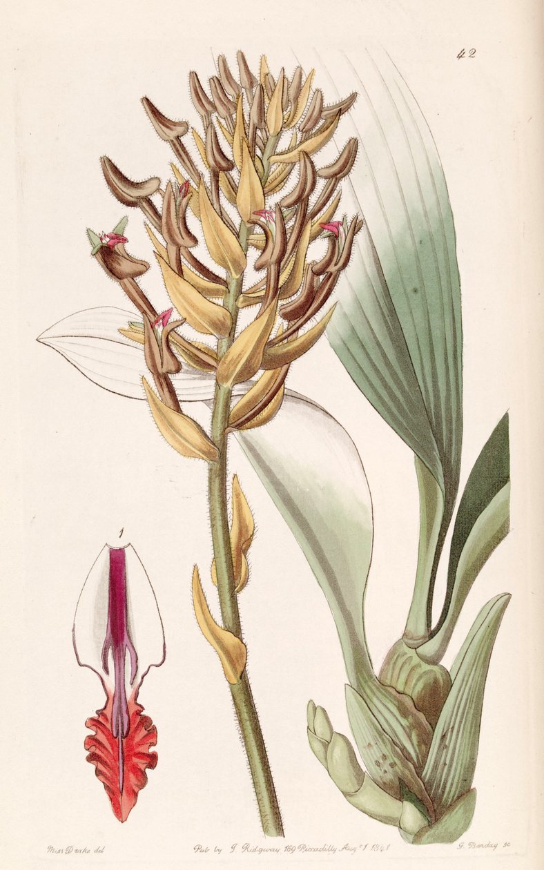Eria ornata (mint szin. Eria armeniaca) alkotó: Miss Drake