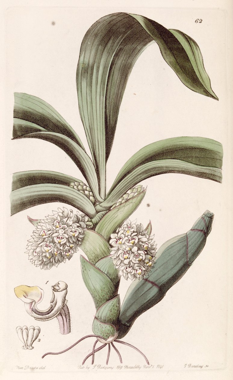 Eria spicata (mint szin. Eria convallarioides) alkotó: Miss Drake