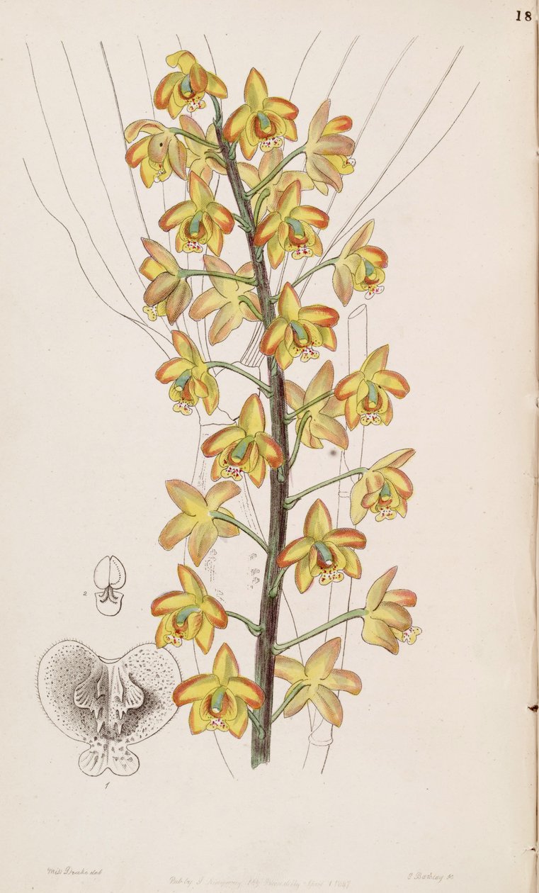 Eriopsis biloba alkotó: Miss Drake