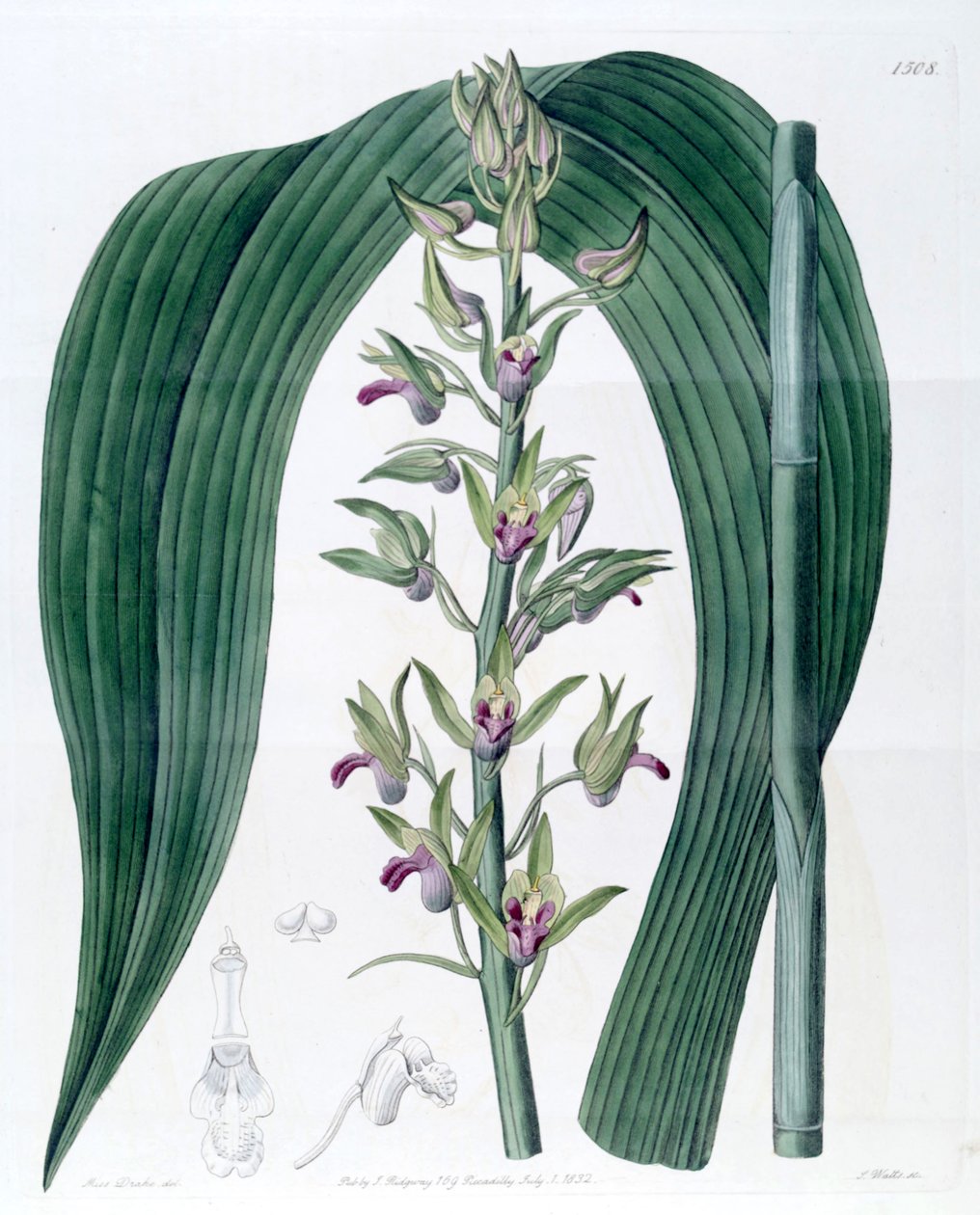 Eulophia alta (szinon. Cyrtopodium woodfordii) alkotó: Miss Drake