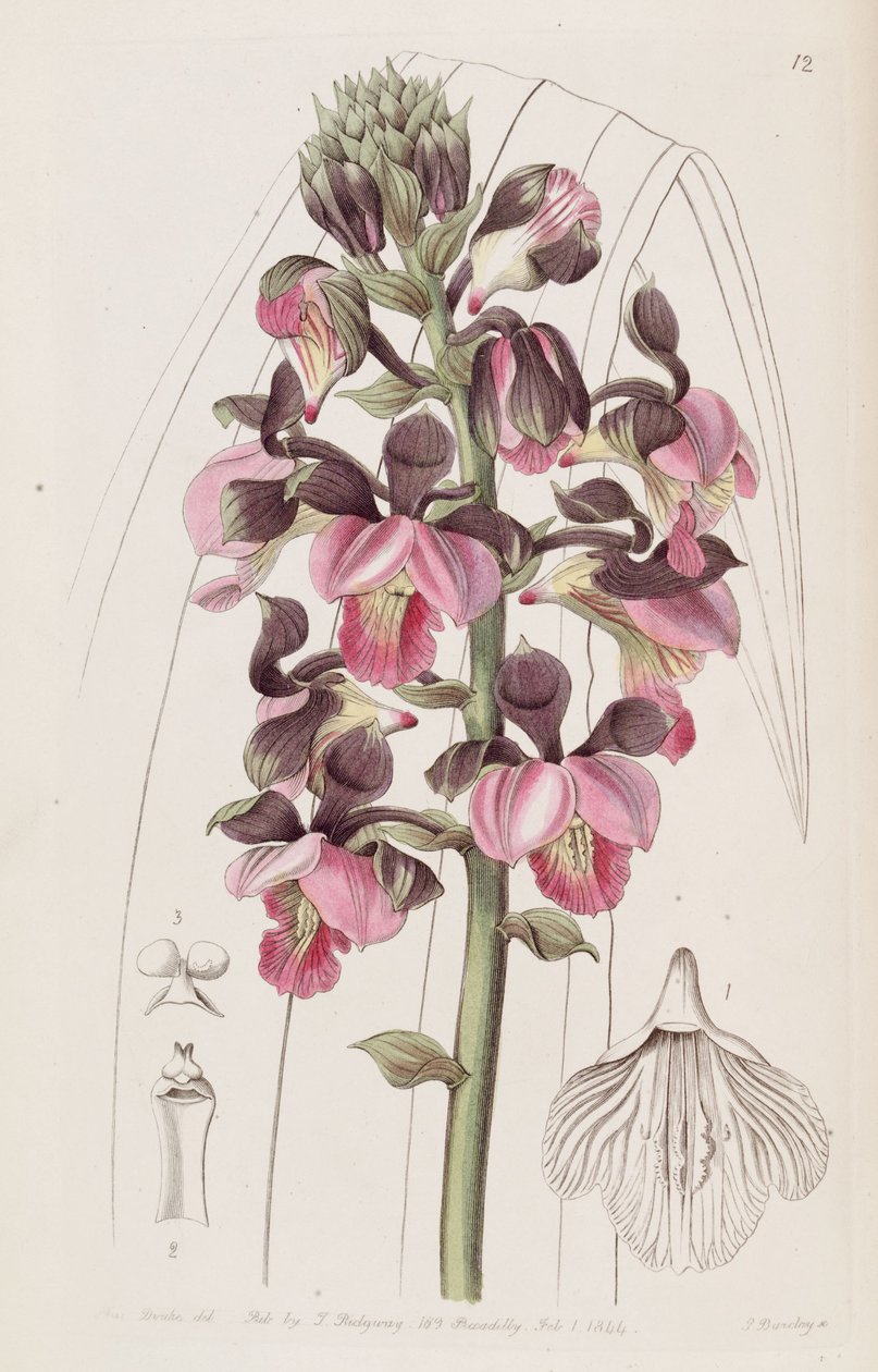 Eulophia rosea (mint szinon. Lissochilus roseus) alkotó: Miss Drake
