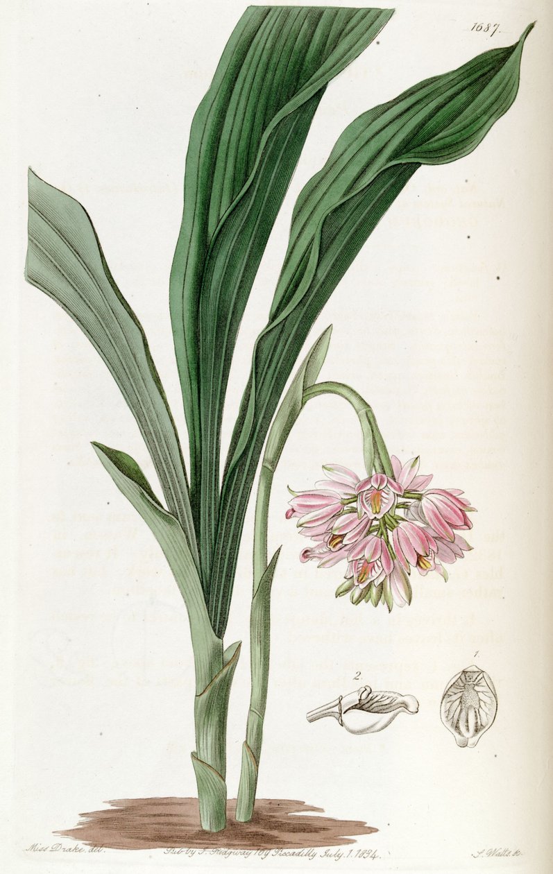 Geodorum densiflorum (mint szin. Geodorum fucatum) alkotó: Miss Drake