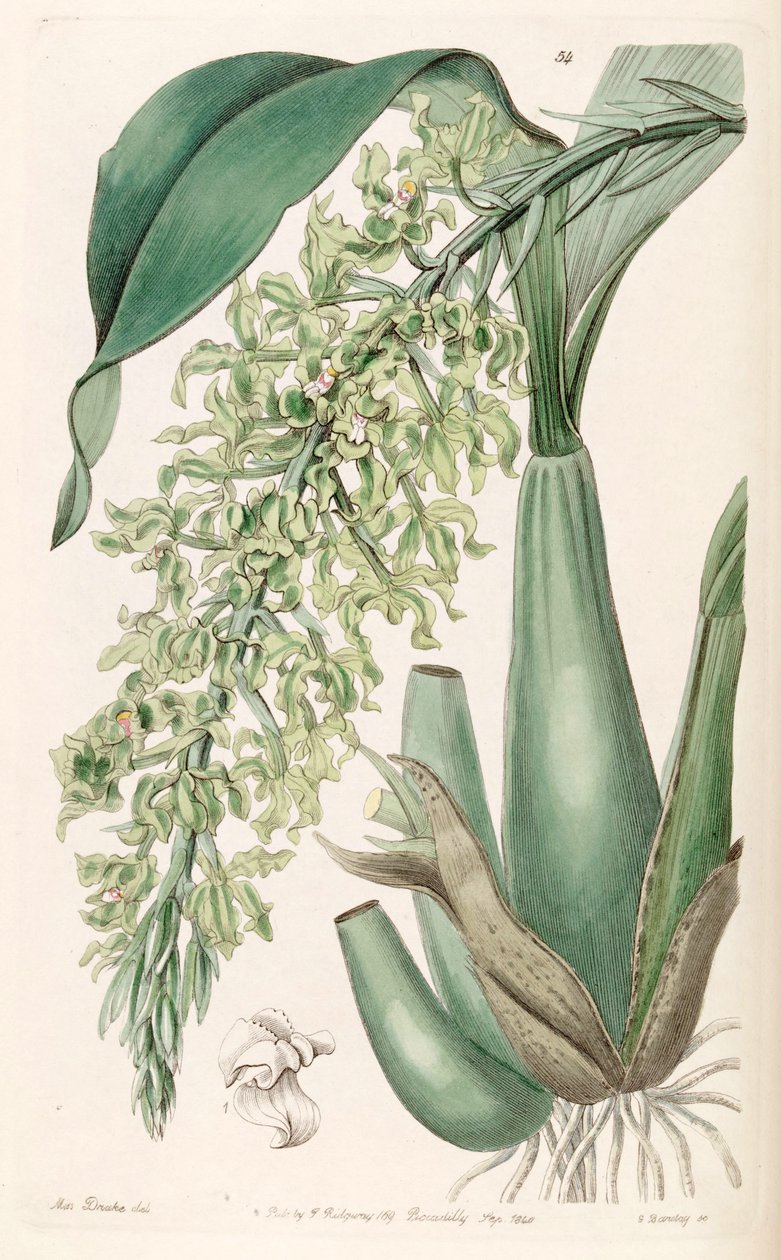 Gomesa crispa (mint Rodriguezia crispa) alkotó: Miss Drake