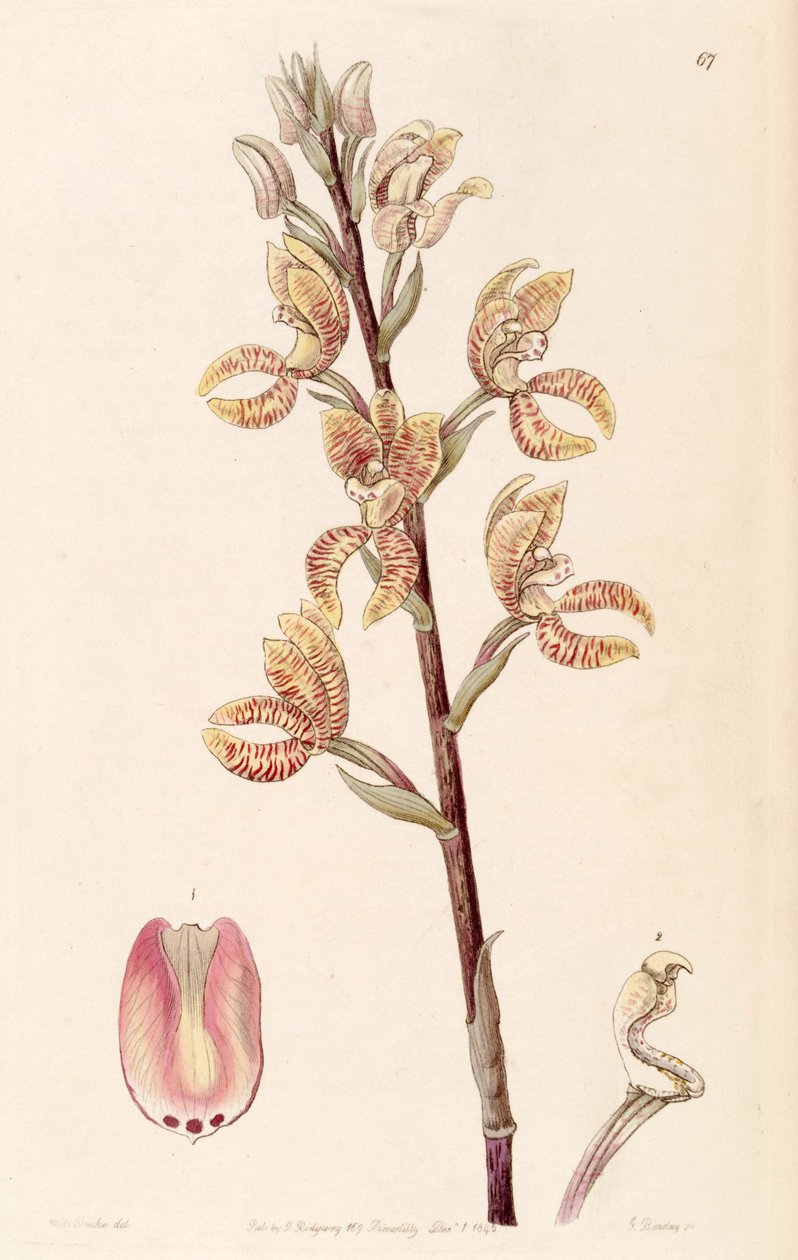 Govenia fasciata alkotó: Miss Drake