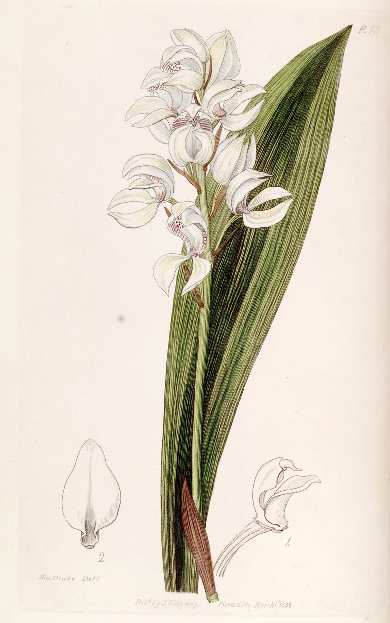Govenia liliacea alkotó: Miss Drake