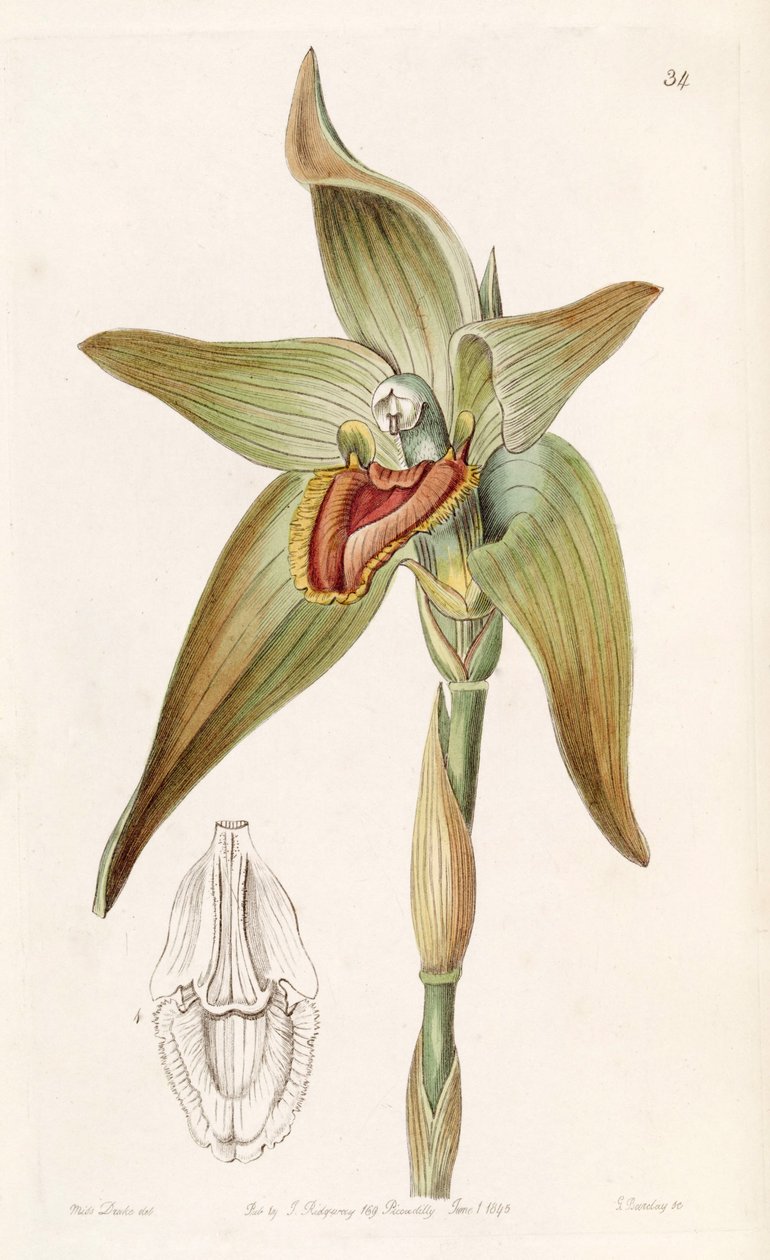 Ida gigantea vagy Sudamerlycaste gigantea (syn. Lycaste gigantea) alkotó: Miss Drake