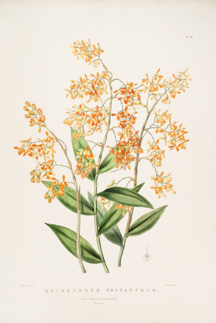 Az Epidendrum polyanthum illusztrációja alkotó: Miss Drake