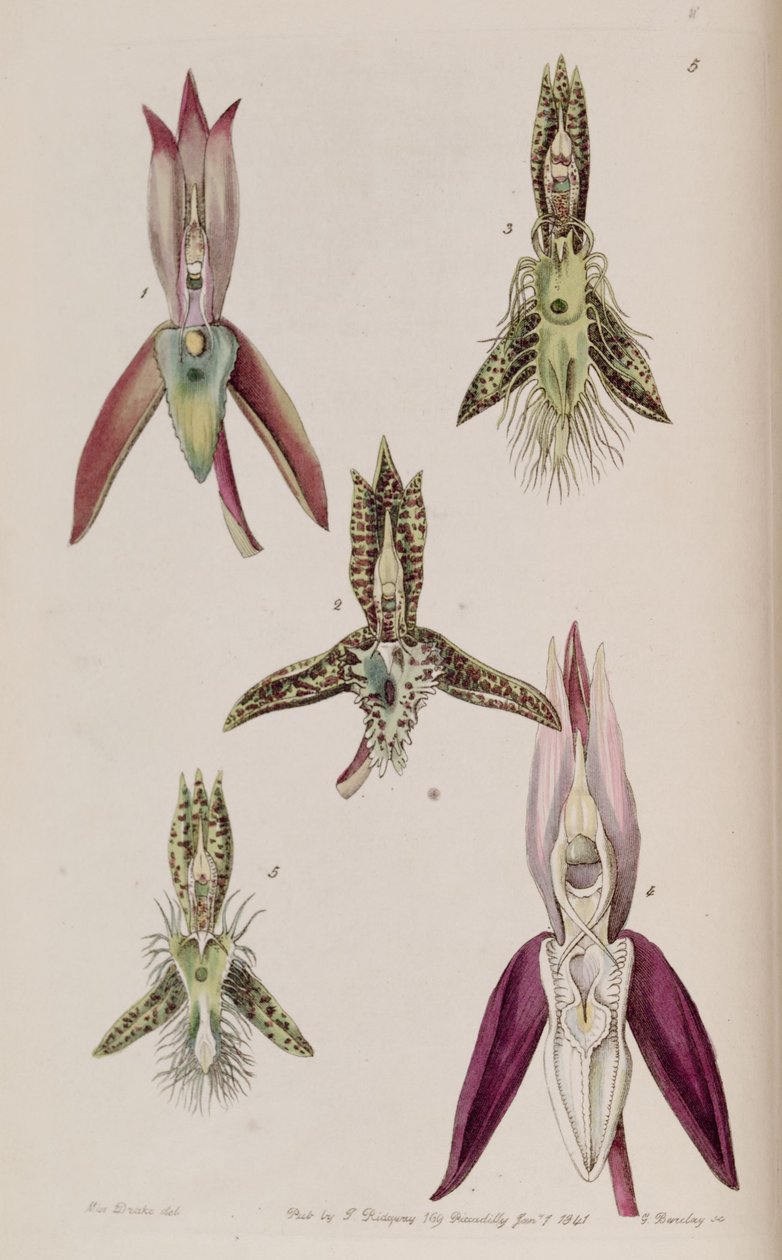 I. Catasetum callosum illusztrációja II. Catasetum cristatum (mint syn. Catasetum cornutum) III. Catasetum barbatum IV. Catasetum laminatum V. Catasetum lanciferum alkotó: Miss Drake