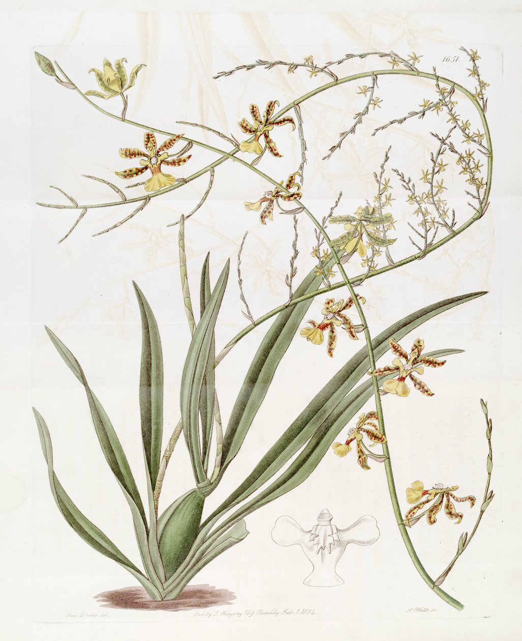 Illusztráció: Oncidium sp.    (Ez a rajz NEM Oncidium baueri, lásd az egyértelműsítő oldalt alkotó: Miss Drake
